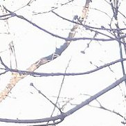 ����, 50 ���, ������