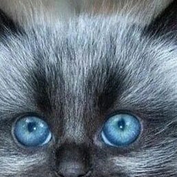 ���, �����, 45 ���