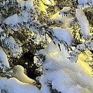 �����, 59 ���, ������