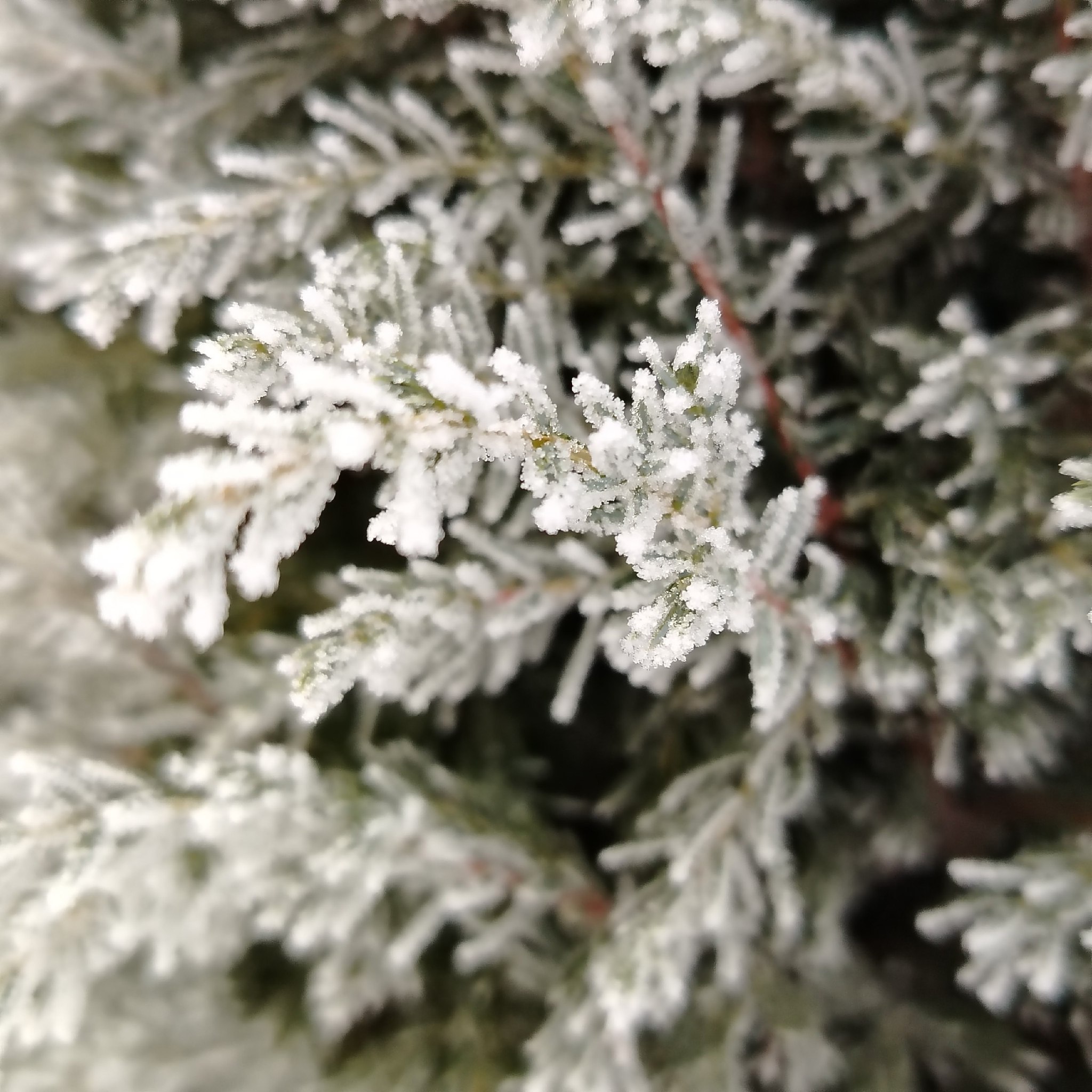 ��������, ������� ������� �.�������