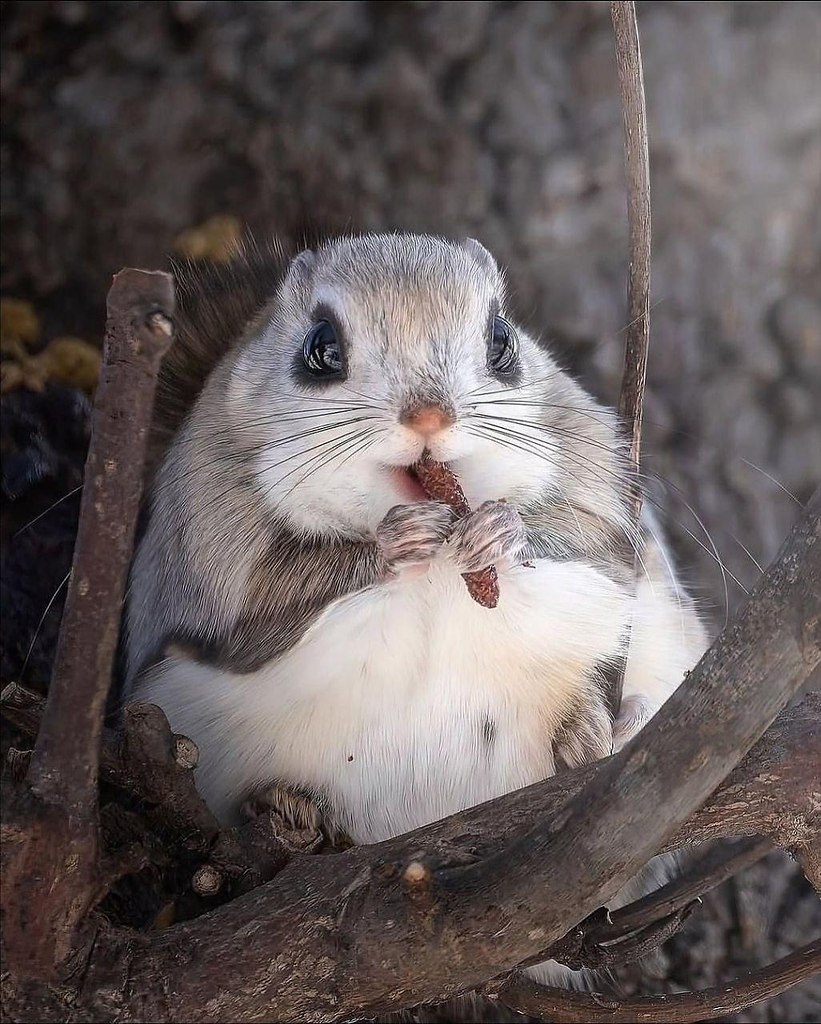 eo ac e o cpoe ooe  o ppoe, o  o pa aa ac: ... - 5