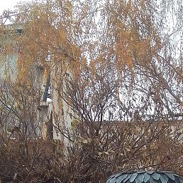 ������, ������, 52 ����