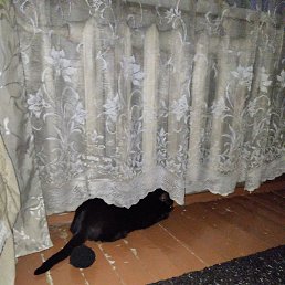 ����, ������������, 41 ���