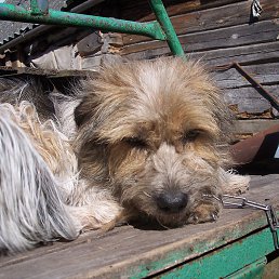 ������, �����, 54 ����