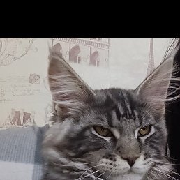 ����, ������������, 68 ���