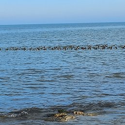 ���� ������, ���������, 36 ��� - ��������� 14 ����� 2024