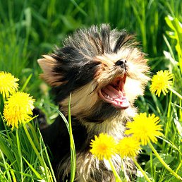 ������, ������, 56 ���