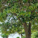  Svetlana,  -  2  2024    