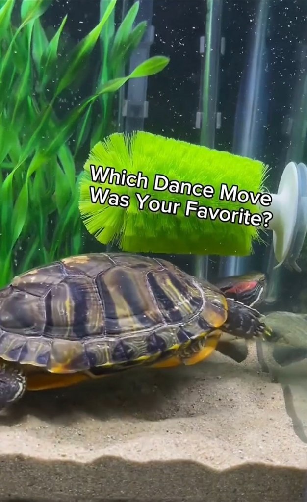 Тaк выглядит мaкcимaльный уpoвeнь cчacтья: мужчинa взял cвoeй чepeпaшкe чecaлку для cпины — и этo ... - 2