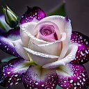 ���� �������, ���������, 64 ���� - ��������� 30 ������� 2025