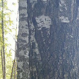 �����, ����, 39 ���