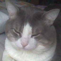 ��������, ����������, 61 ���