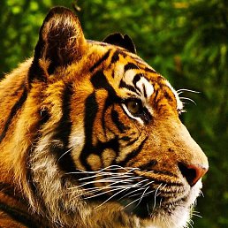 Seregatru, ������, 36 ���