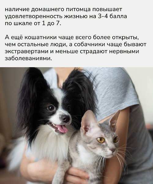 Наши любимцы: • Снижают стресс и тревожность (за счёт окситоцина и дофамина). • Уменьшают чувство ... - 2