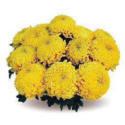 ���� Gia, �������, 50 ��� - ��������� 31 ������ 2024