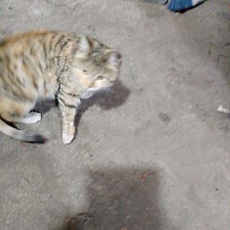 ����, �����������, 41 ���