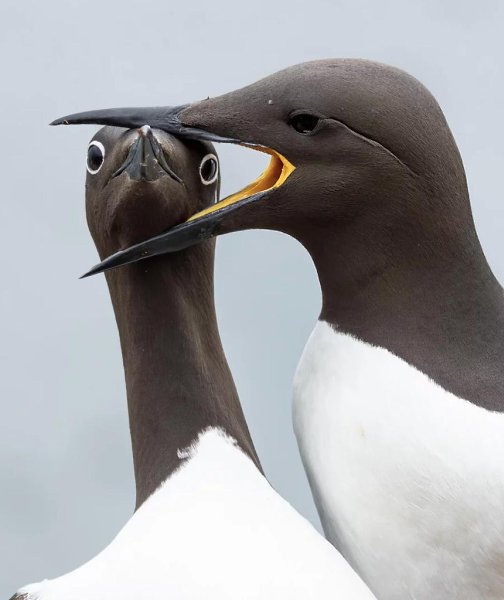     Nikon Comedy Wildlife Awards 2025      ... - 8