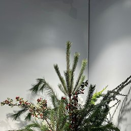 �������, ������, 43 ����