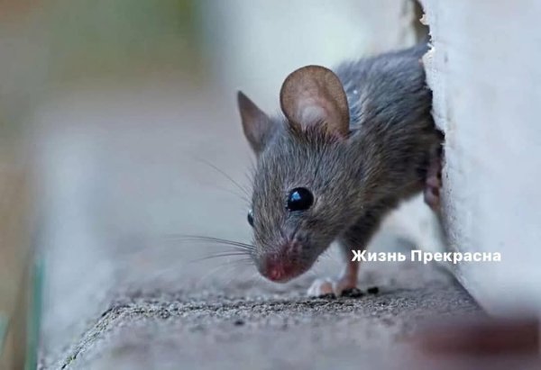 :) Лара говорит что я, как мужчина, должен: «Поймать эту дрянь, пока она не съела нашу дачу!» Я ...