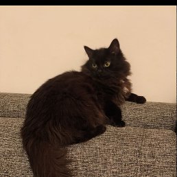 Olegus, �����-���������, 25 ���