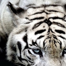 �����, ���������, 20 ���