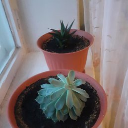 ���, ������ ��������, 39 ���