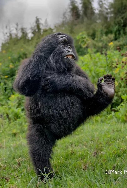     Nikon Comedy Wildlife Awards 2025      ... - 9