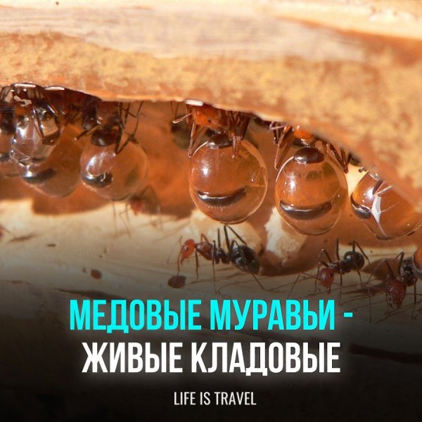 Эти муравьи питаются мёдом, который им приносят рабочие-сородичи, и раздуваются, превращаясь в живые ...