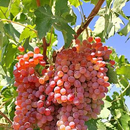 ����, ������, 30 ���