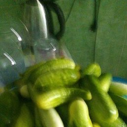 �������, ������� ������, 67 ���