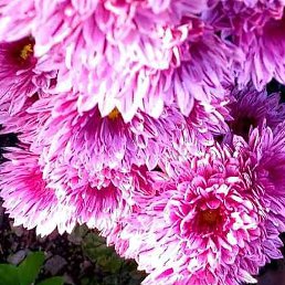 ����, ����, 50 ���