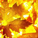 ���� *�������*, �����-��������� - ��������� 18 ������� 2025 � ������ �������� ��������