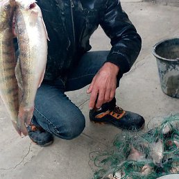 ����, ���������, 56 ���