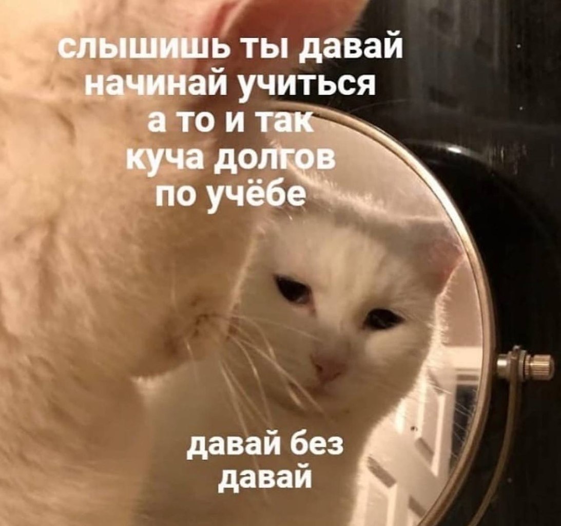 Котов генерал перчатки. Кот с флагом россии. Выставка кошек 20 января. Выставка кошек из приюта. Шотландская хосико.