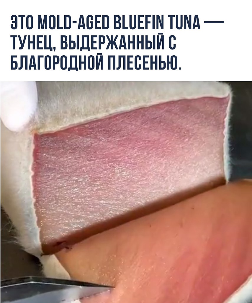 Mold-aged tuna     ,       ...