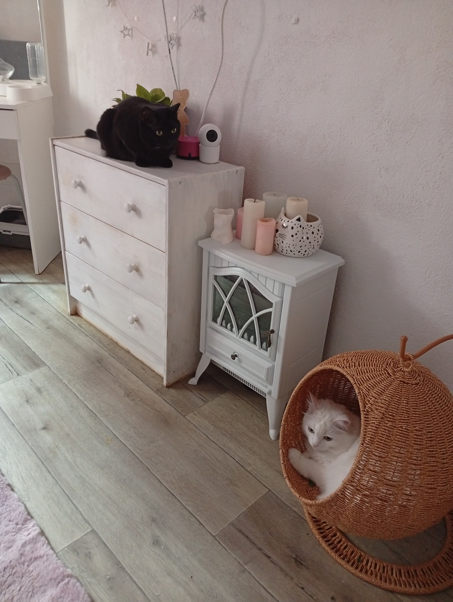 Diva - 15  2025  08:39