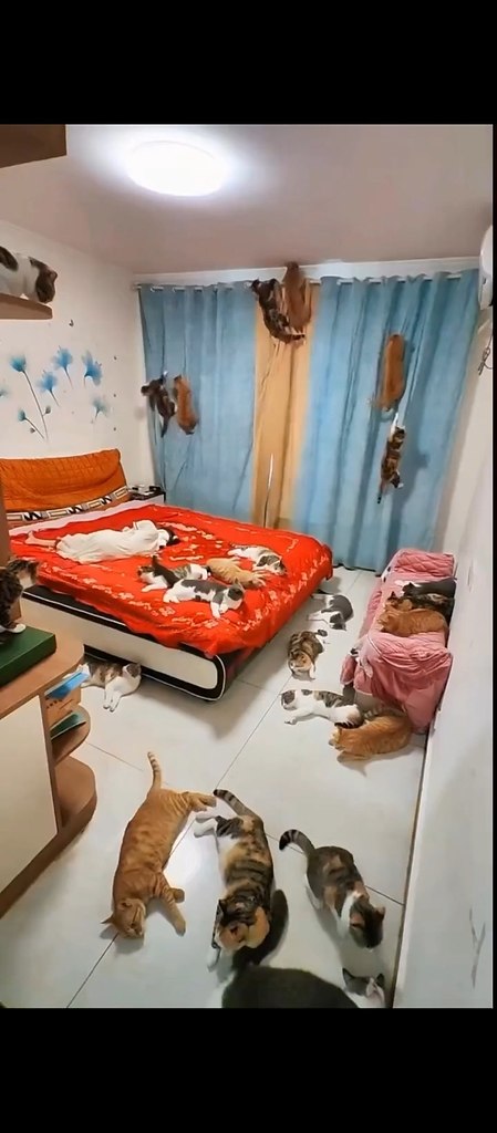 Зашел к подруге в гости, а у нее одни коты дома - 2