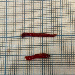 Ivan, ������, 37 ���