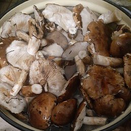 �����, �������, 50 ���