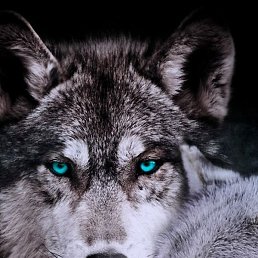 Mariya, ������