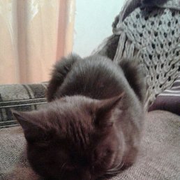 ���� ������ya, ��������, 46 ��� - ��������� 12 ������ 2026