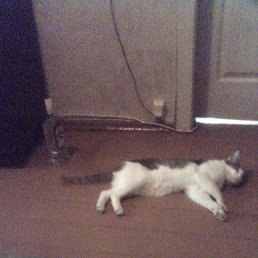 ����, ������, 46 ���