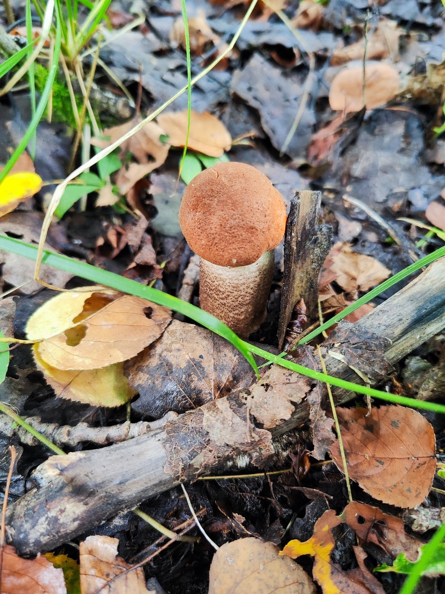   - 12  2025  16:15 - 4