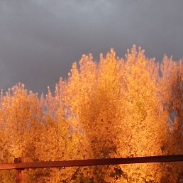 ����, ������, 85 ���