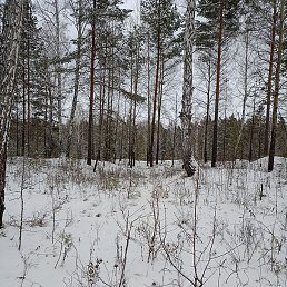 ������, ������, 37 ���