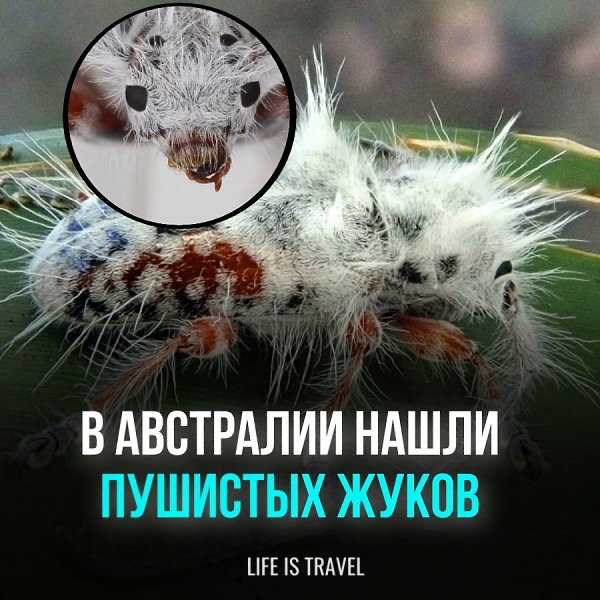 Научный исследователь из Университета Квинсленда случайно обнаружил новый вид насекомых, пока ...