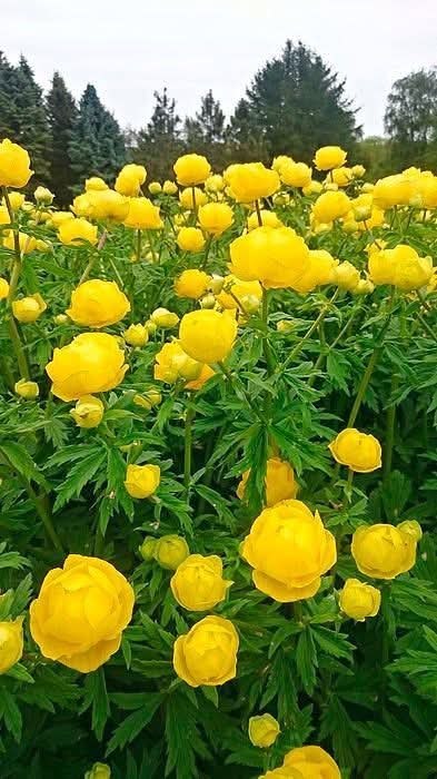 ����������, �����, �������� (Trollius) - ��� �������������� ����������� ����������� ��������� ...