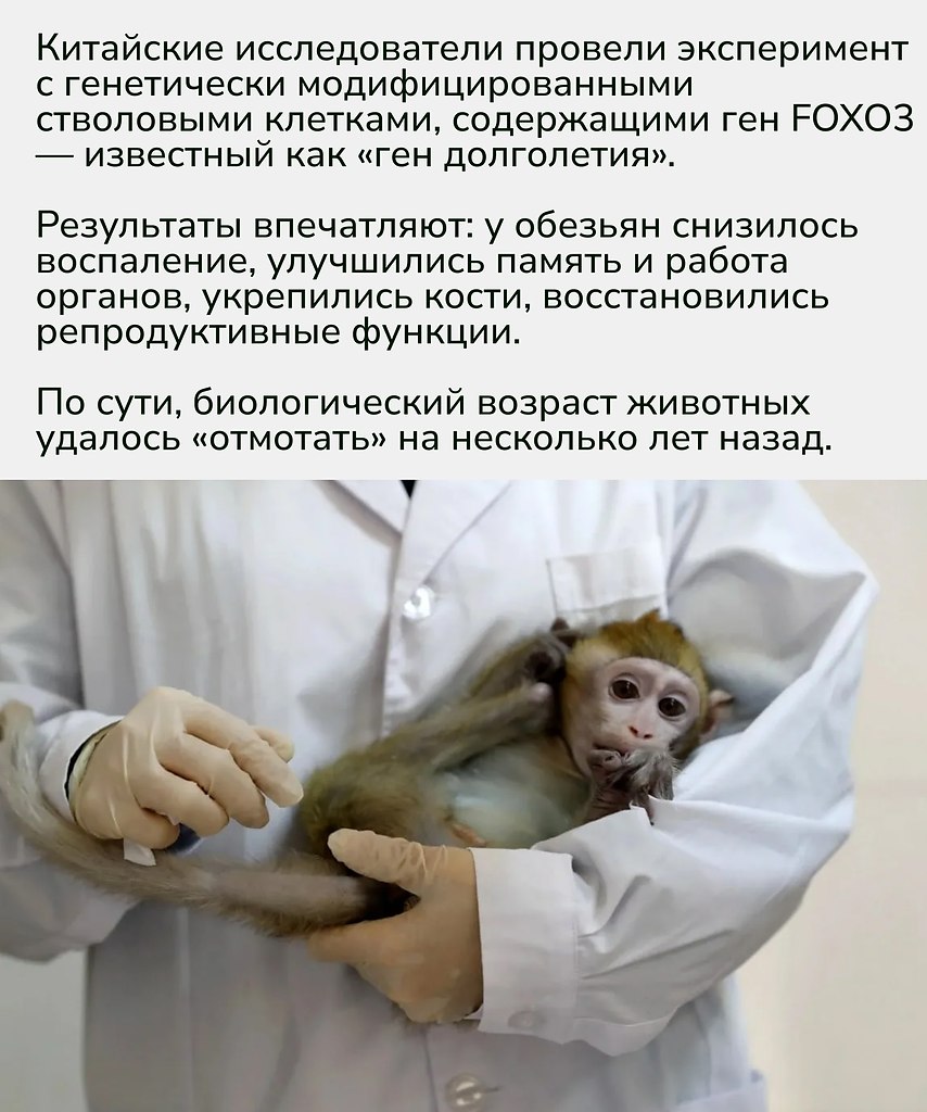 Это первое доказательство того, что такая терапия способна замедлять старение у приматов, а значит, ... - 2