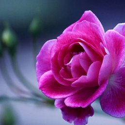 X-x, ���������, 65 ���