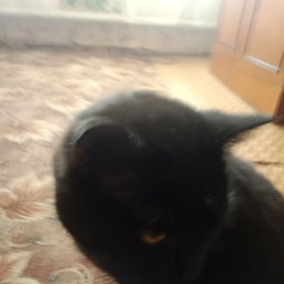 ���� Nik, �����, 50 ��� - ��������� 14 ������ 2024